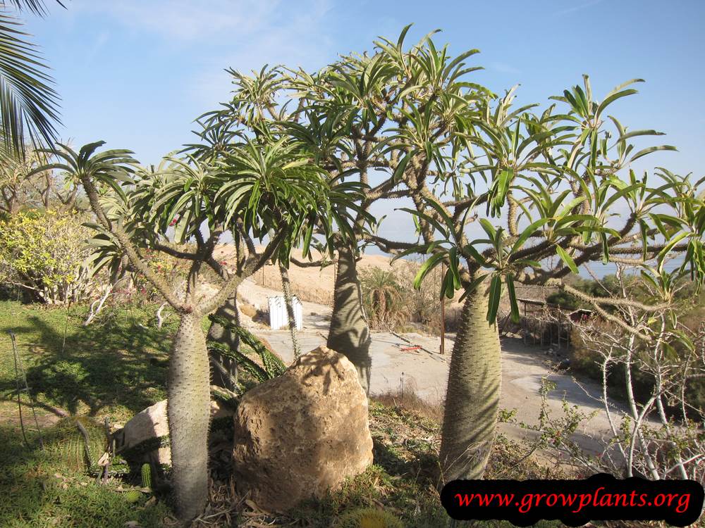 Pachypodium lamerei How to grow & care