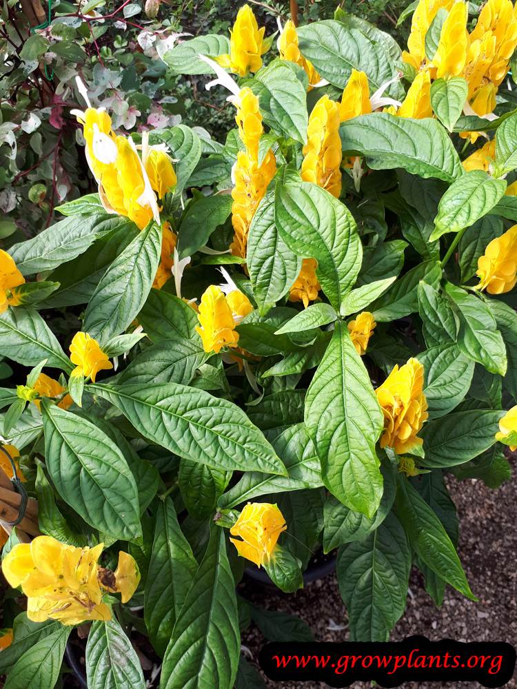 Pachystachys lutea