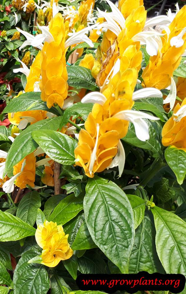 Pachystachys lutea flowers