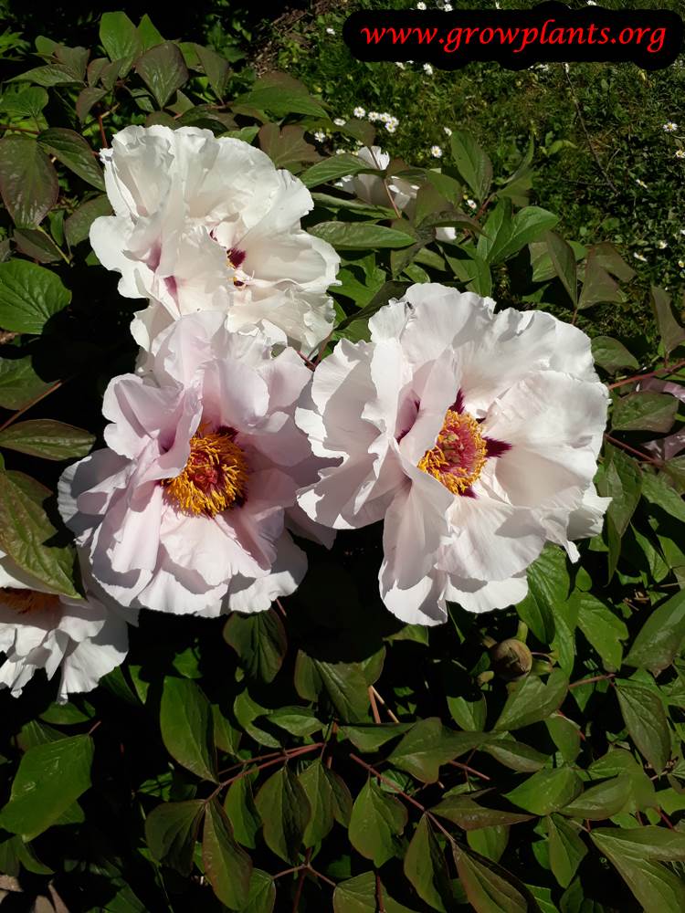 Paeonia rockii
