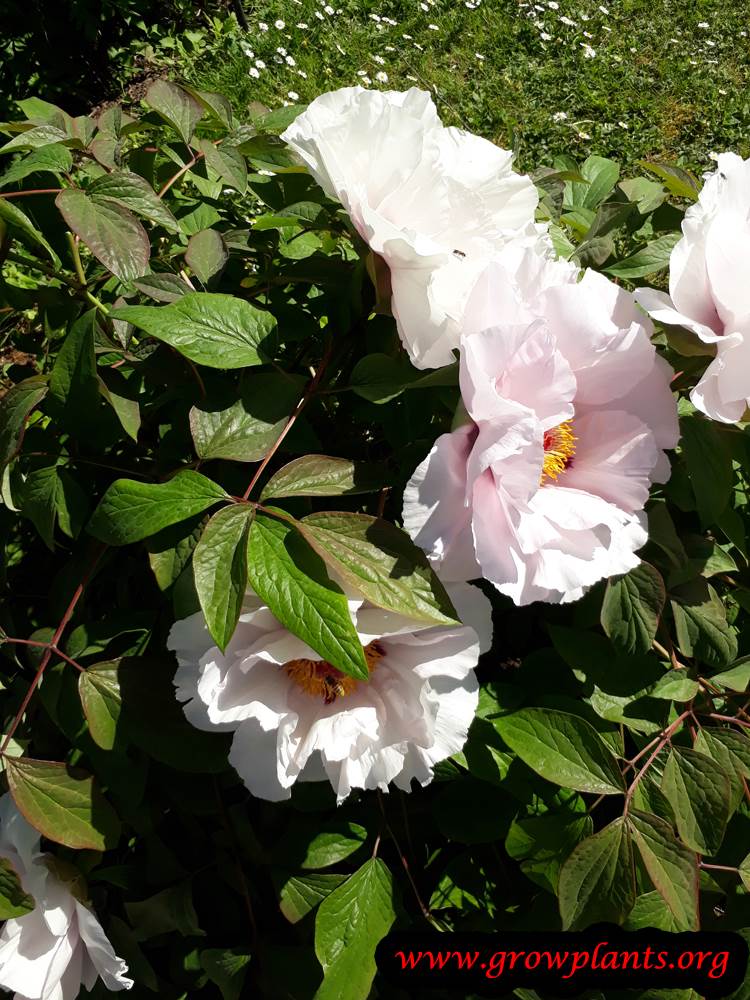 Paeonia rockii plant care