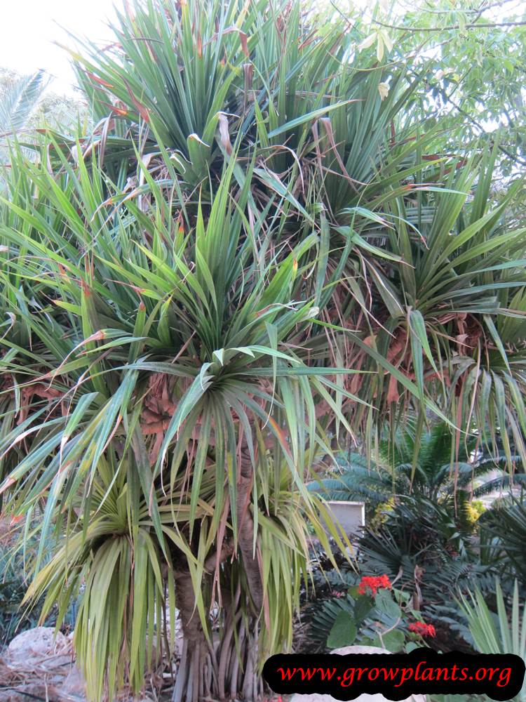 Pandanus utilis How to grow & care