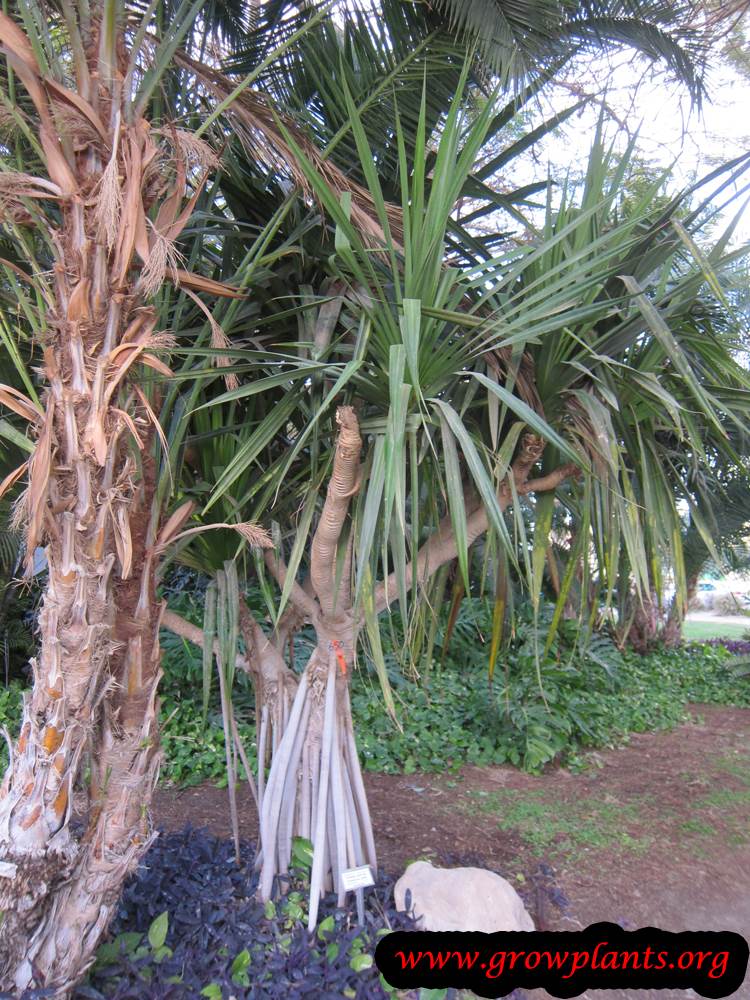 Pandanus utilis How to grow & care