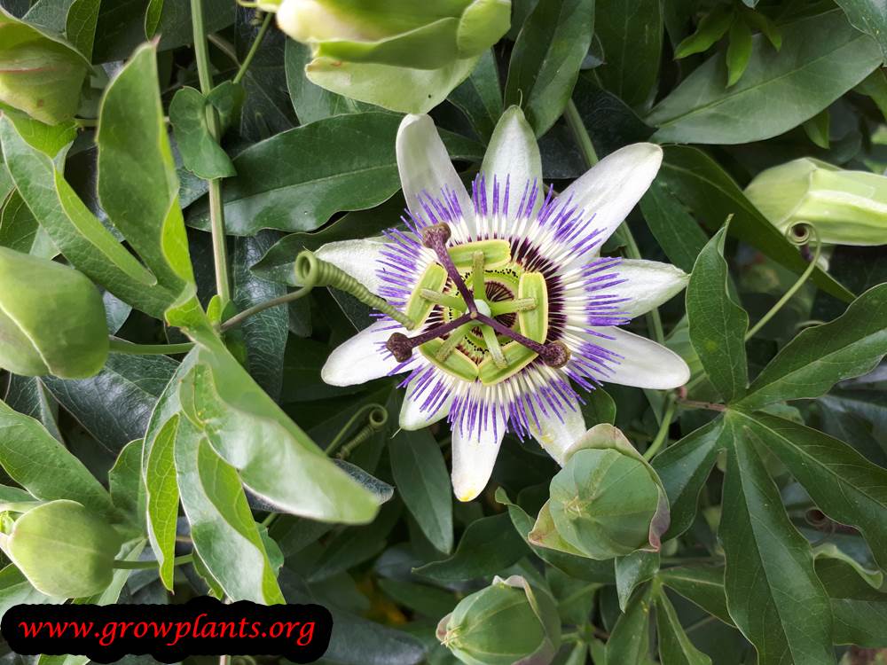 Passiflora caerulea flower