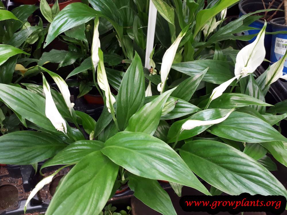Growing Peace lily plant