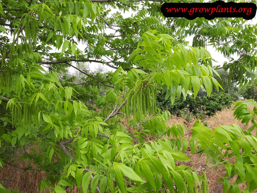 Pecan tree How to grow & care