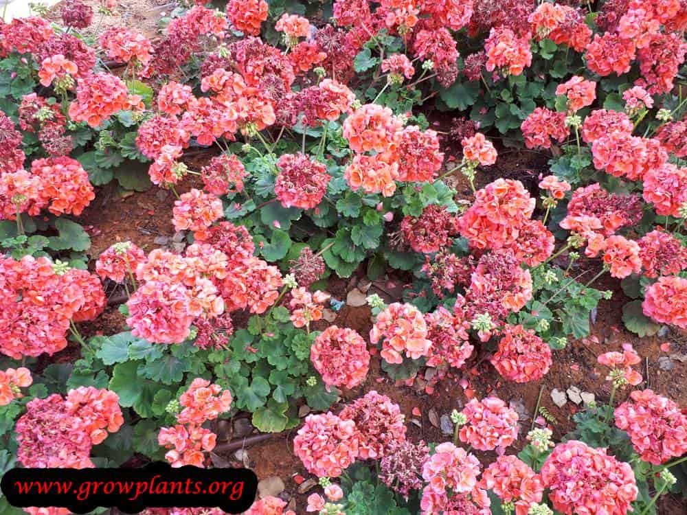 Pelargonium hortorum