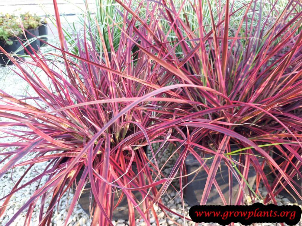 Growing Pennisetum fireworks plant