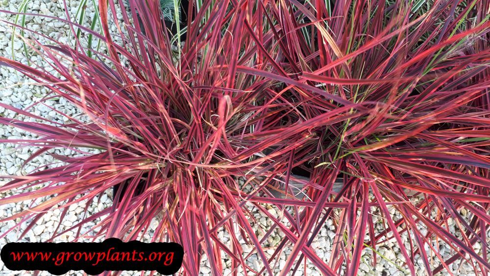 Pennisetum fireworks plant care