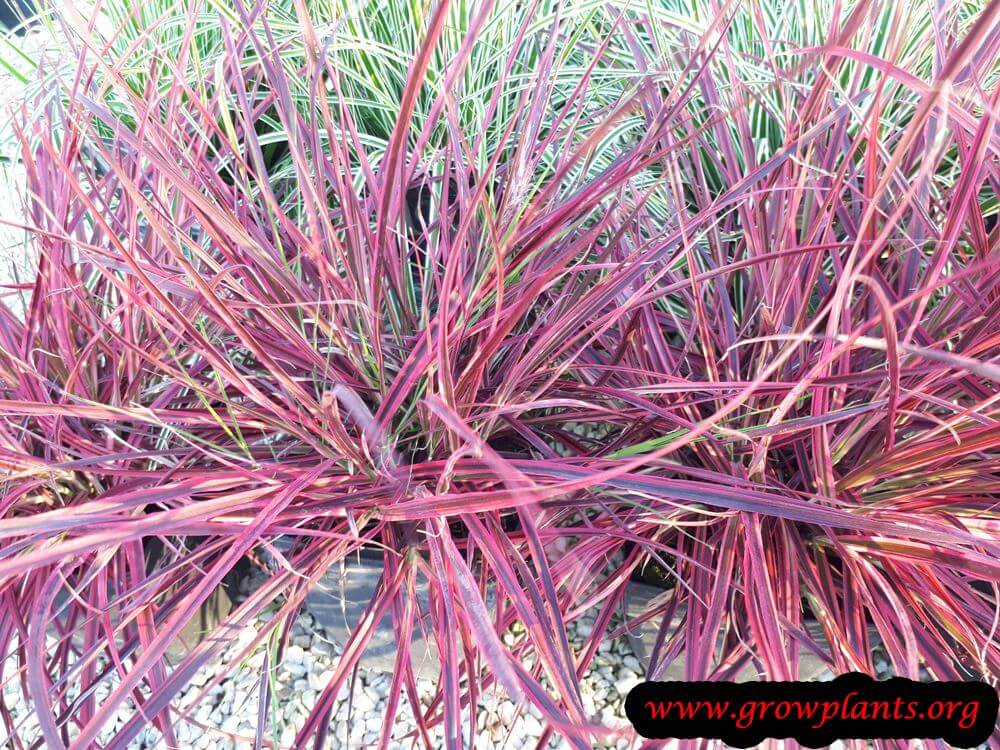 Pennisetum fireworks