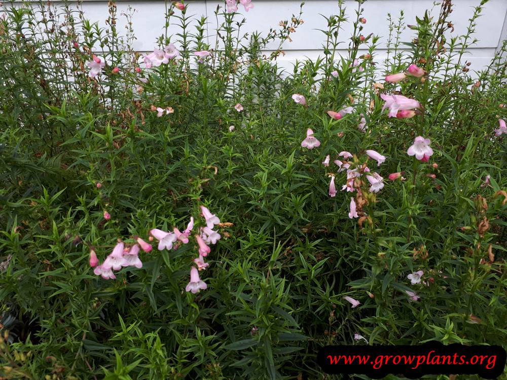 Penstemon plant care