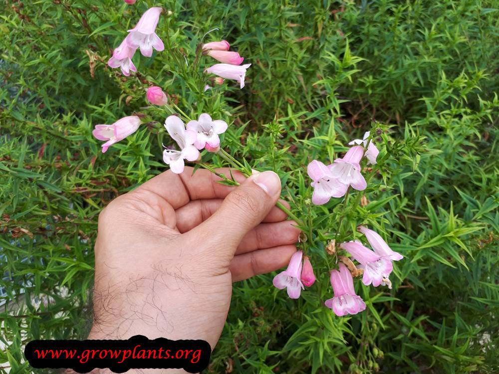 Growing Penstemon plant