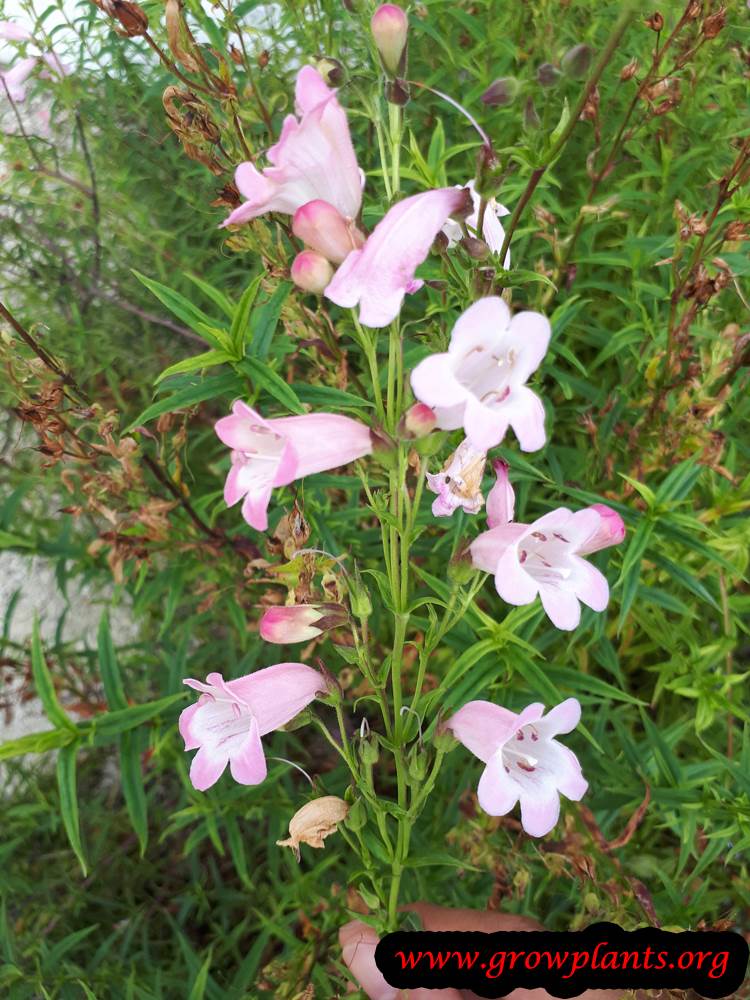 Penstemon