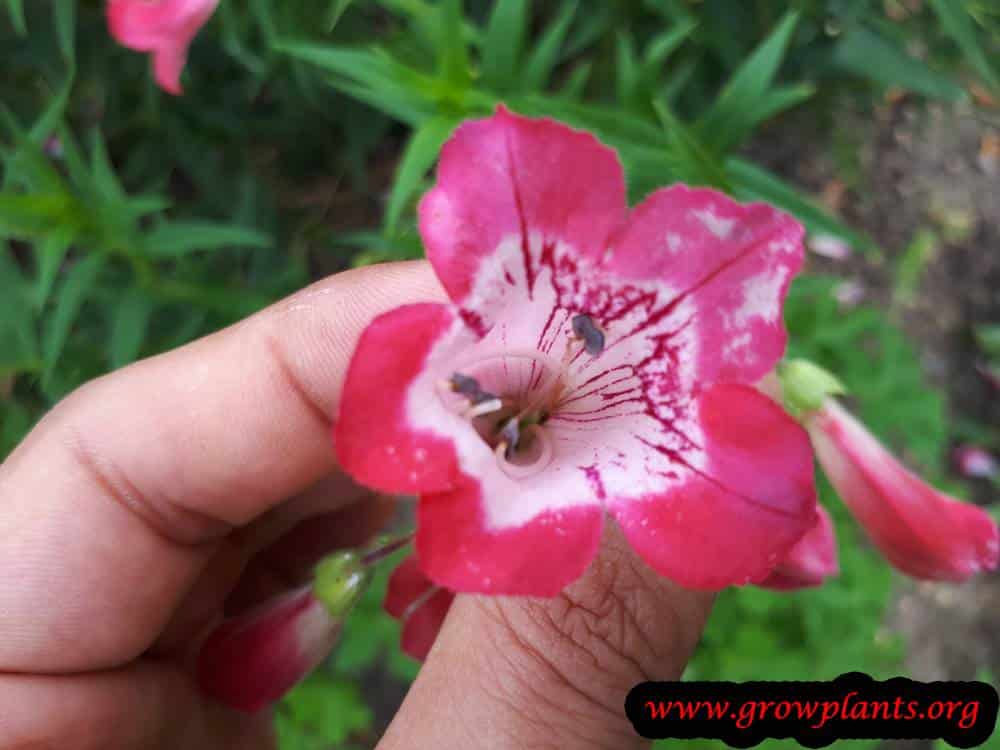 Penstemon Heterophyllus
