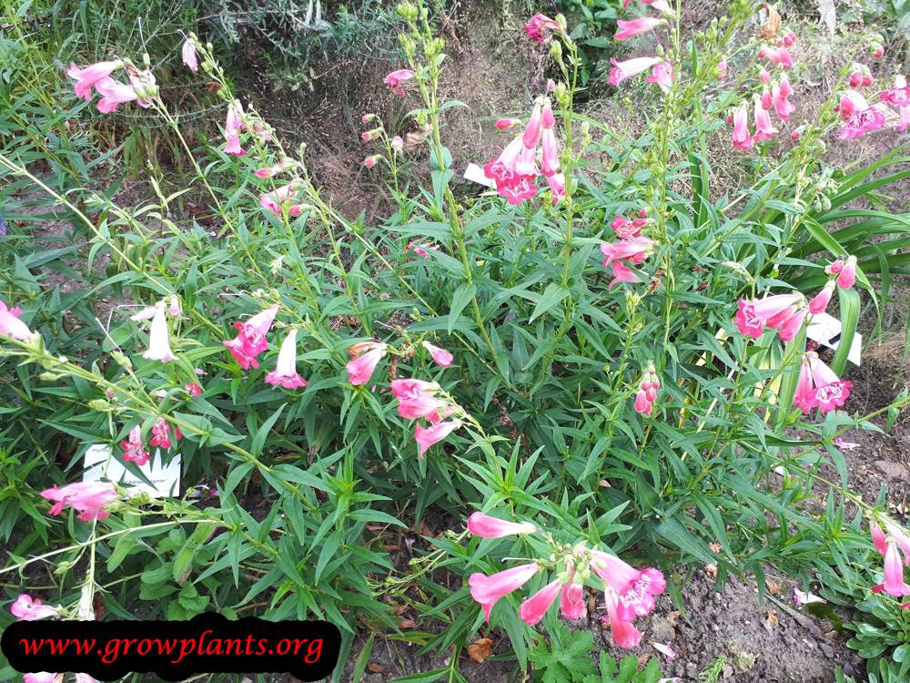 Penstemon Heterophyllus plant care