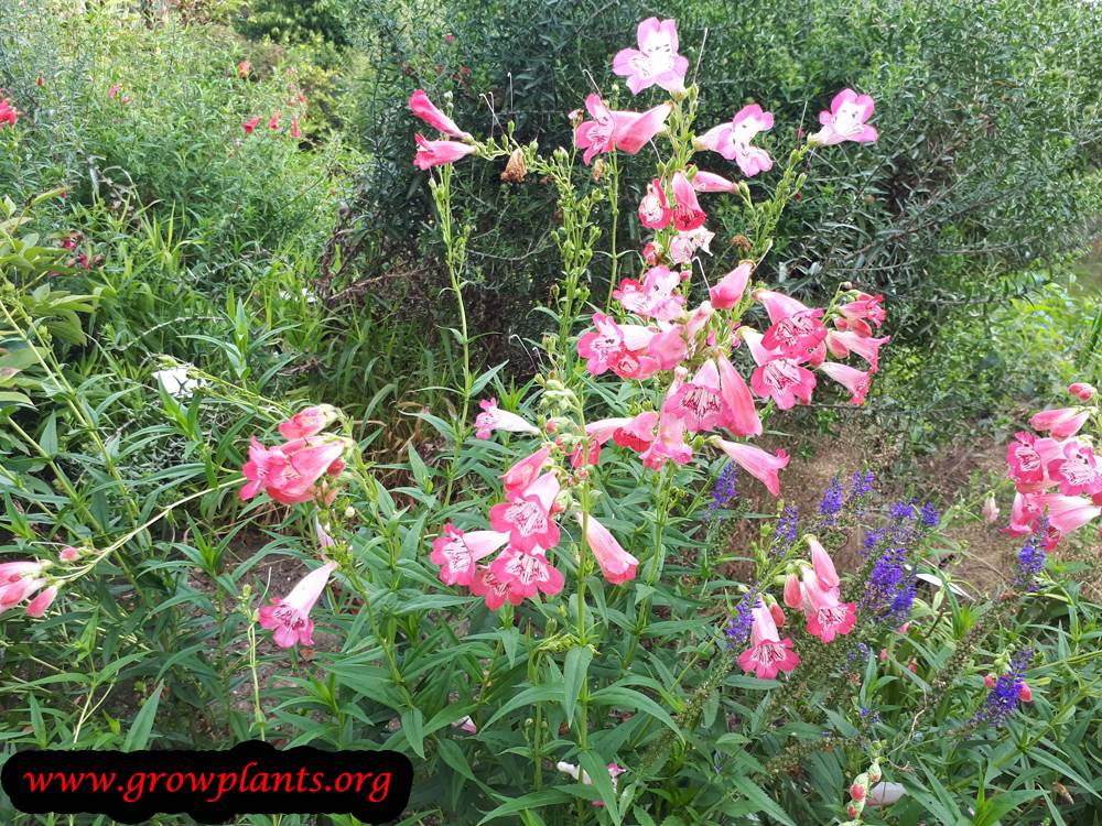 Penstemon Heterophyllus flowers