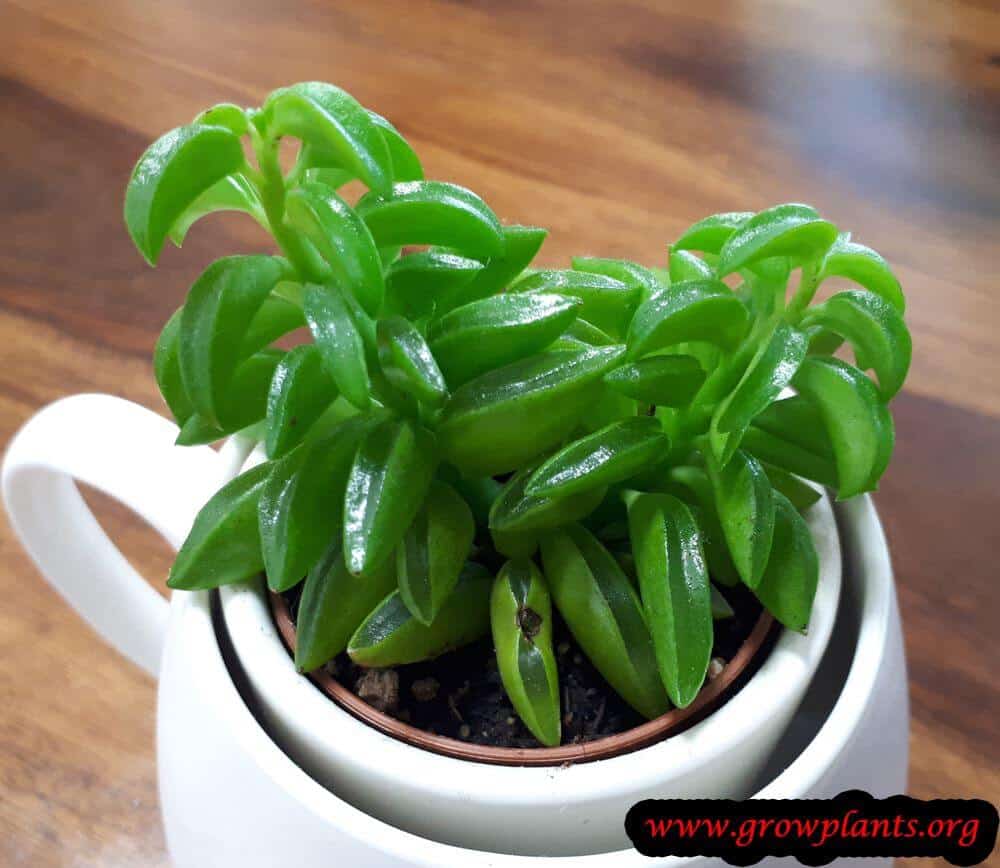 Peperomia dolabriformis plant