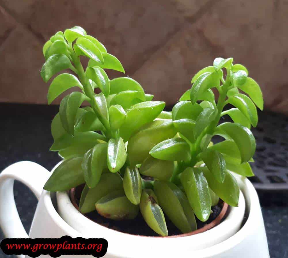 Peperomia dolabriformis plant care