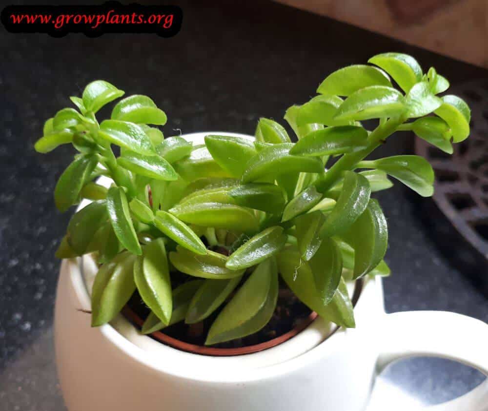 Peperomia dolabriformis succulent
