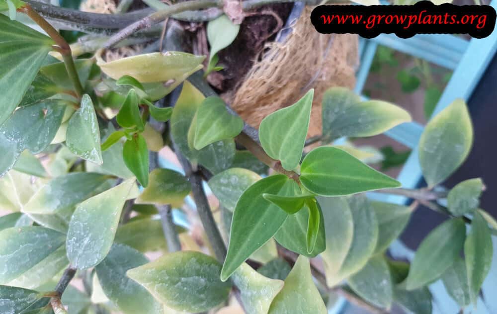 Growing Peperomia pereskiifolia