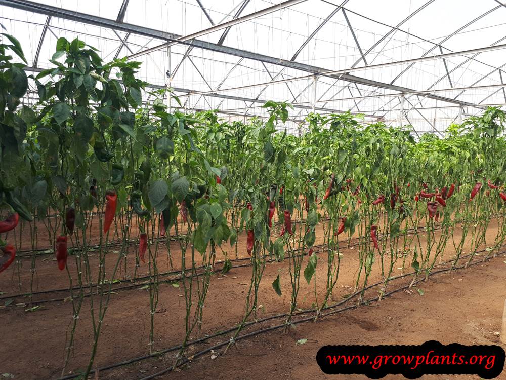 Pepper planting season