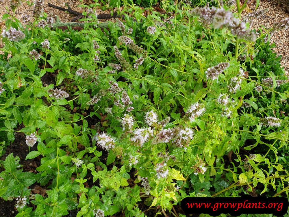 Peppermint plant leaves