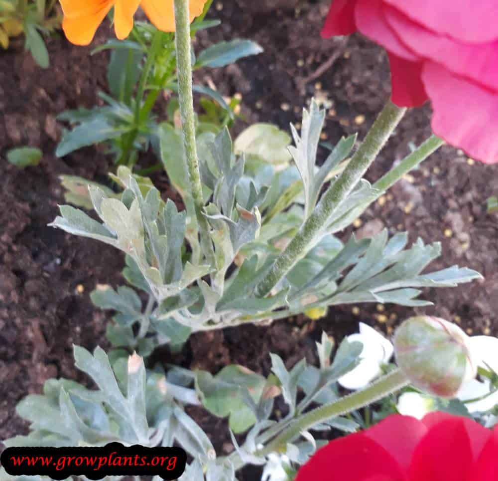 Persian buttercup leaves
