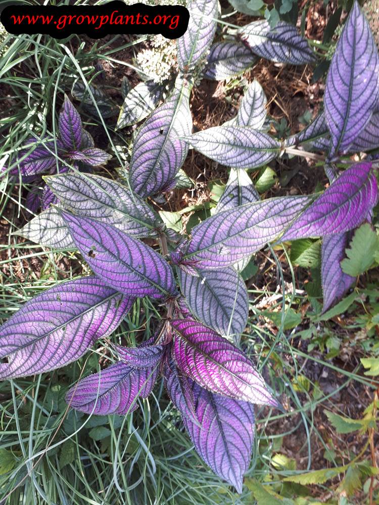 Persian shield plant season