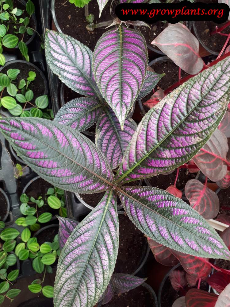 Persian shield planting season