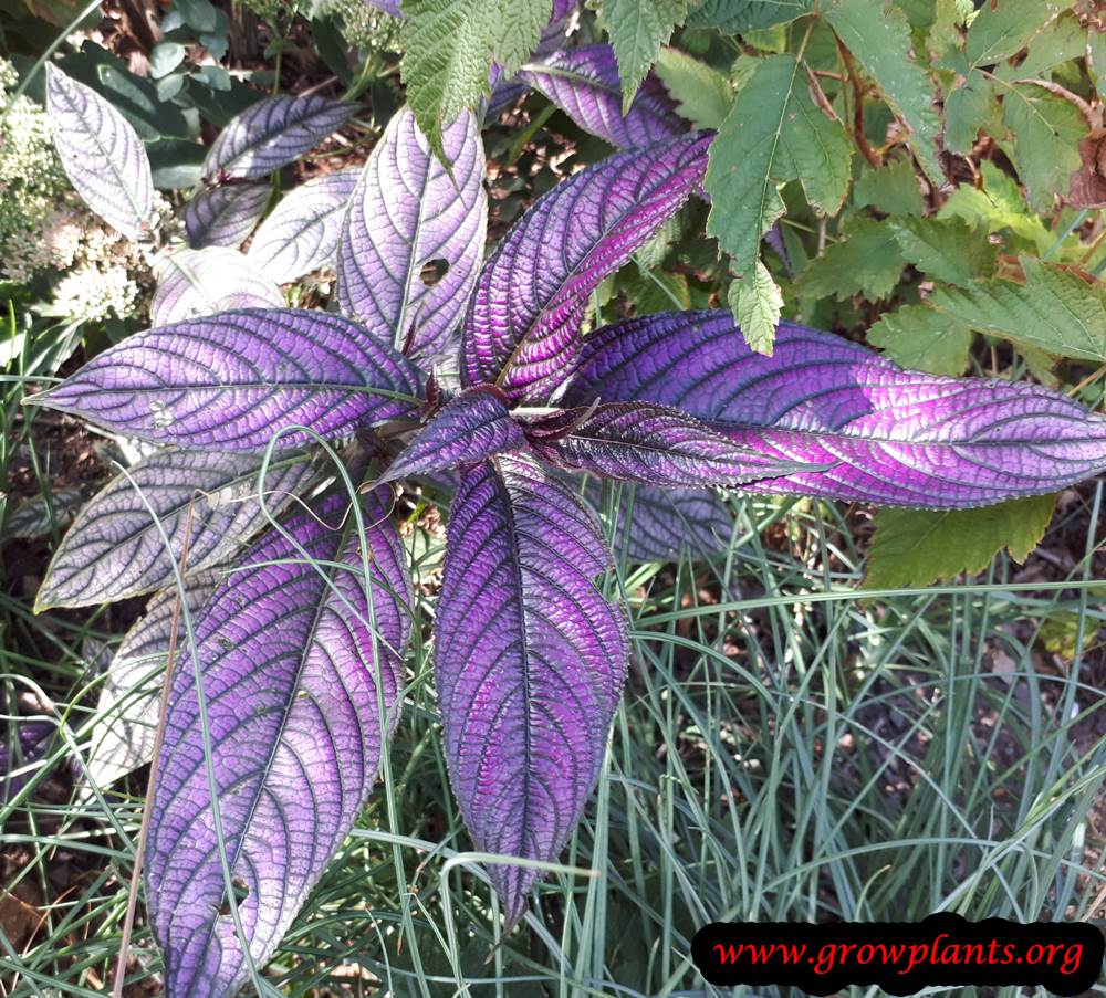 Planting Persian shield plant