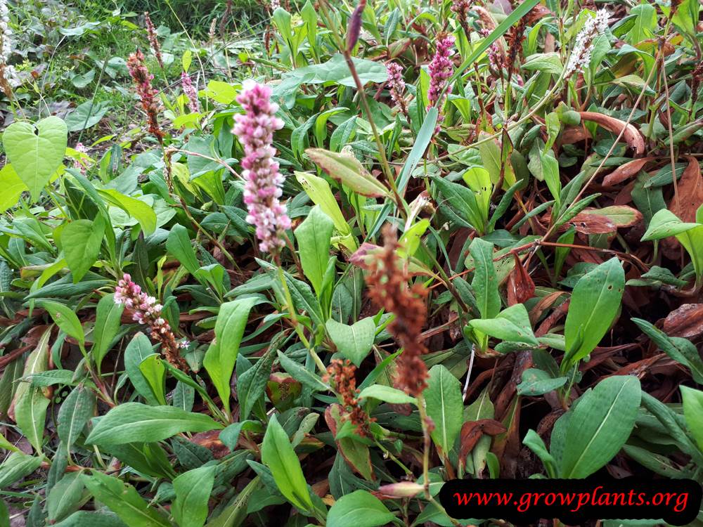 Persicaria affinis