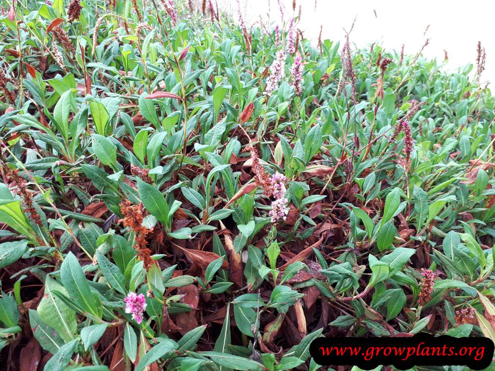 Persicaria affinis care