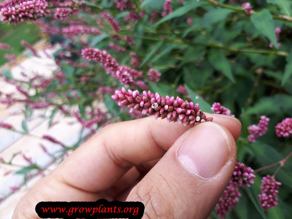 Persicaria maculosa