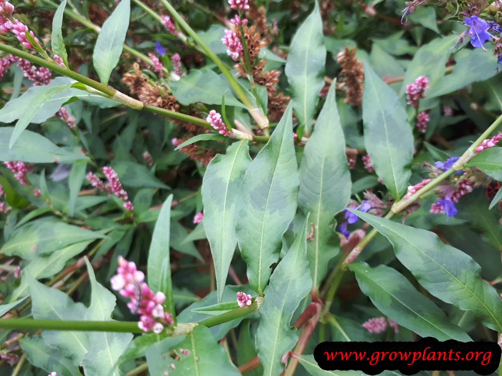 Persicaria maculosa growing