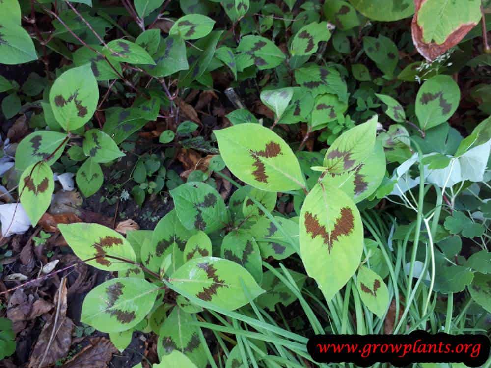 Persicaria virginiana