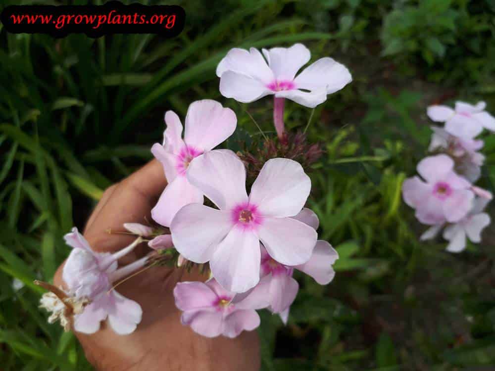 Phlox paniculata plant flowers