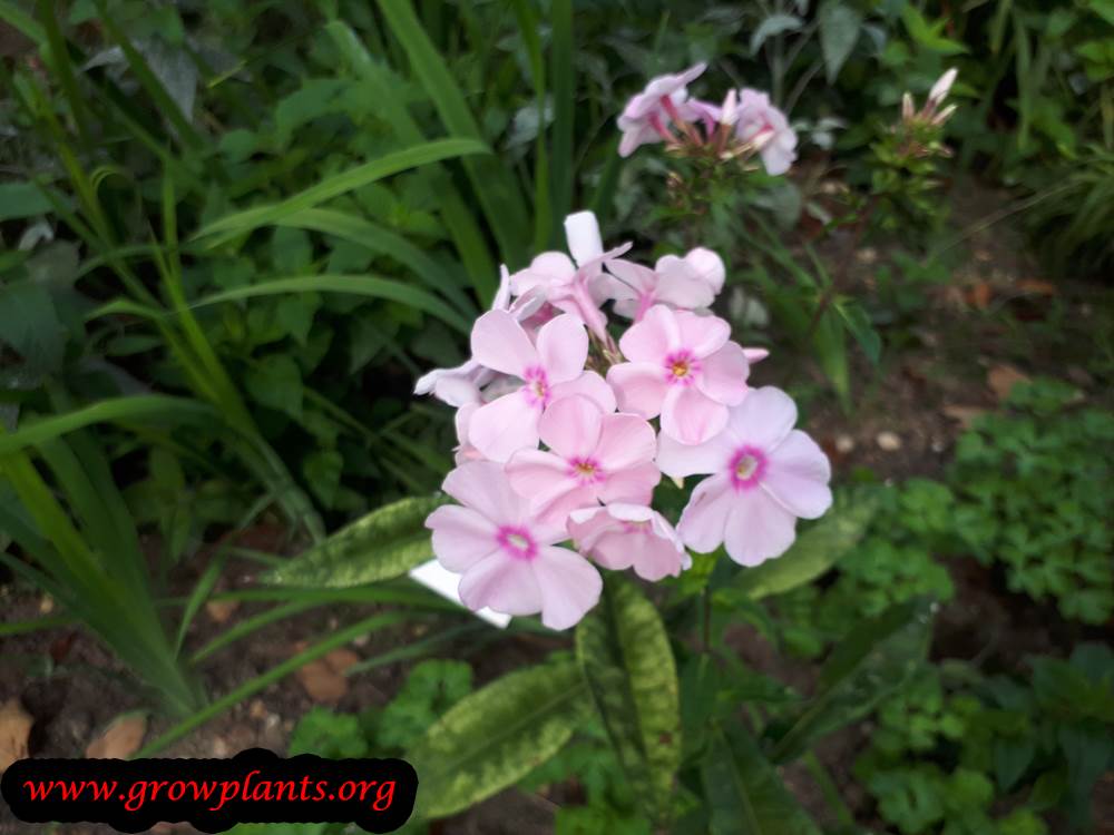 Growing Phlox paniculata plant