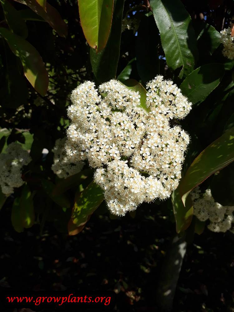 Photinia serratifolia