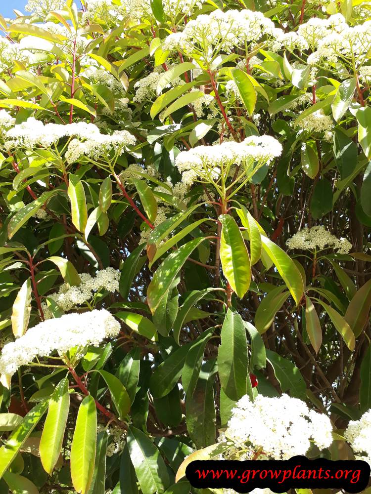 Photinia serratifolia plant care