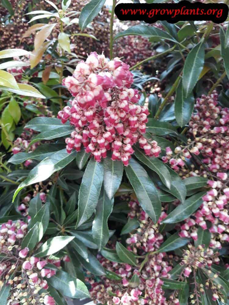 Pieris japonica