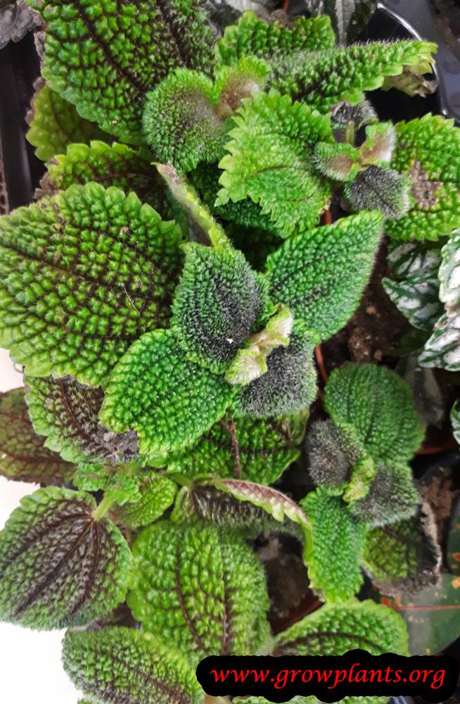 Pilea involucrata How to grow & care