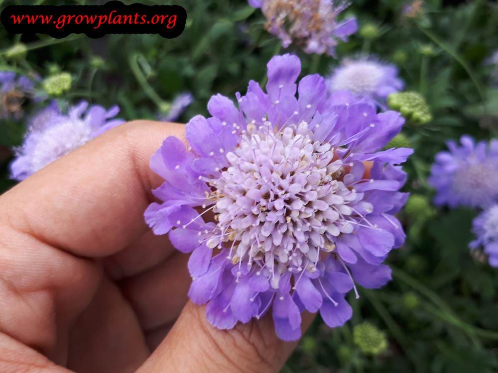 Scabiosa