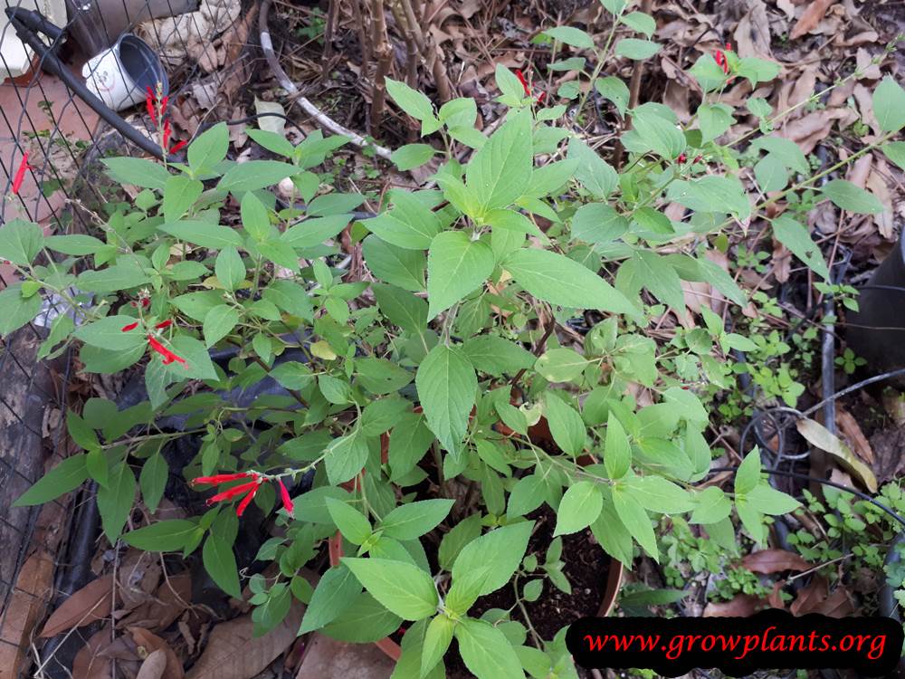 Pineapple sage How to grow & care