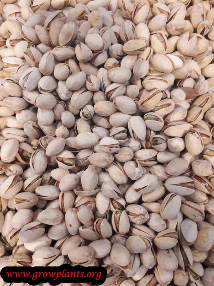 Pistachio tree harvest