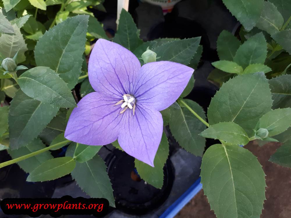 Platycodon flower