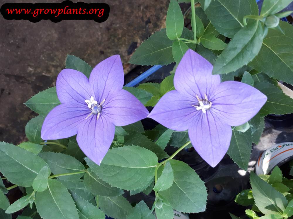 Growing Platycodon flower