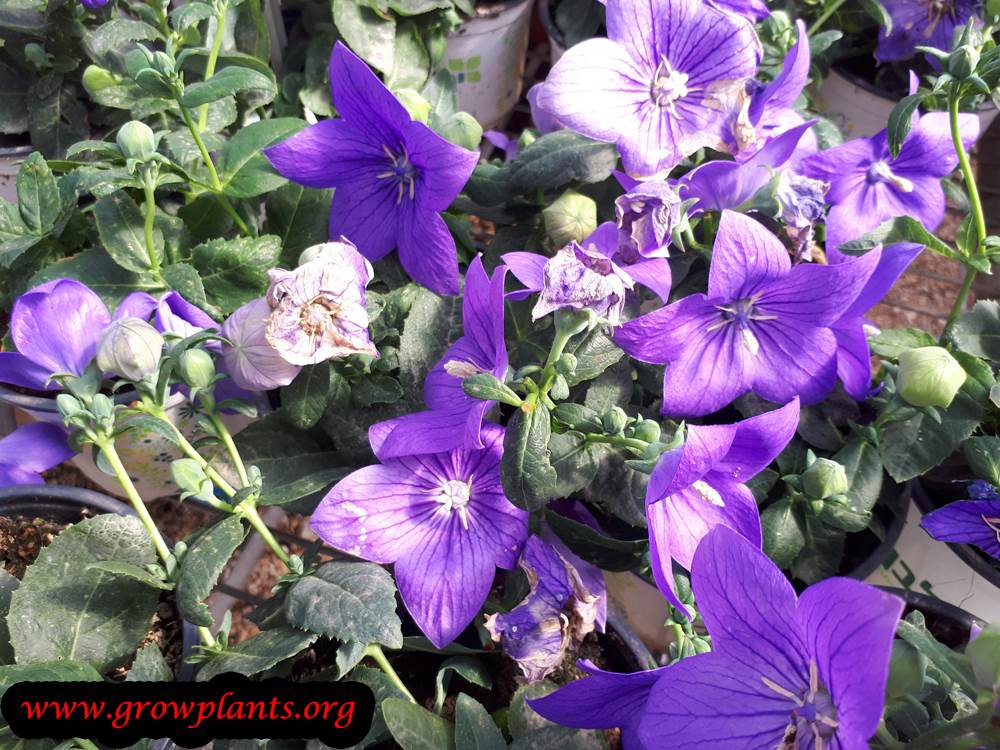 Platycodon plant care