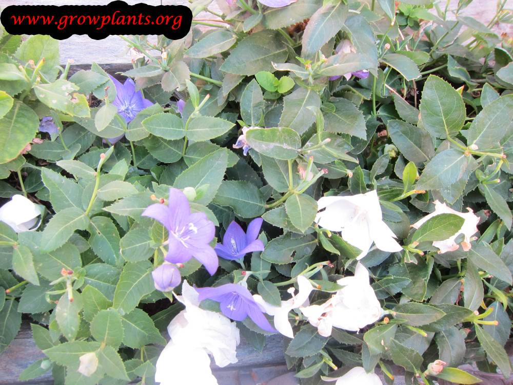 Platycodon grandiflorus