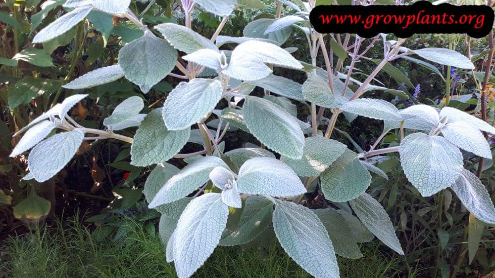 Plectranthus argentatus