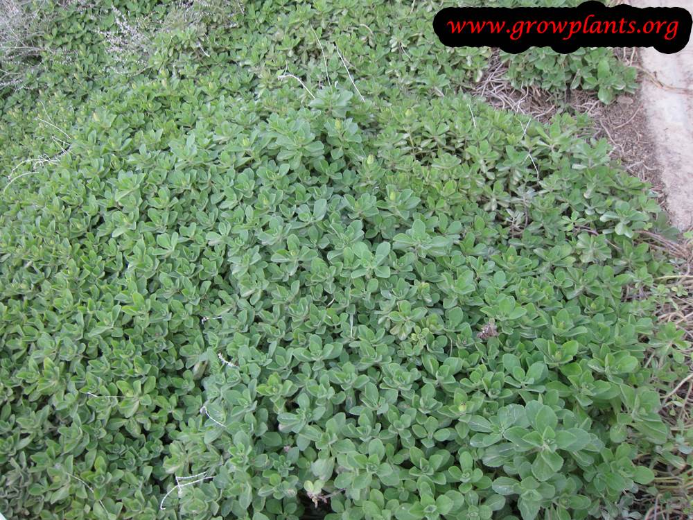 Plectranthus neochilus plant care